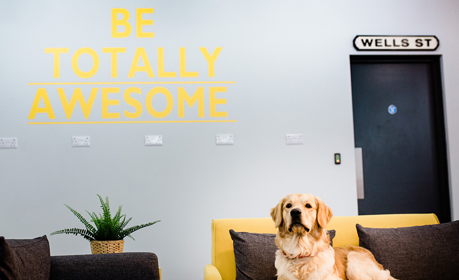5 Dog Friendly Offices in Bristol